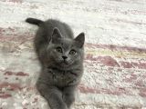 3 Aylık Sağlıklı Erkek British Shorthair