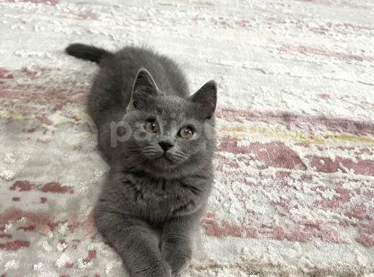 3 Aylık Sağlıklı Erkek British Shorthair görsel