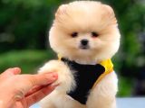 2.5 Aylık Di̇şi̇ Pomerani̇an Boo