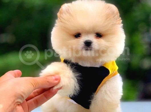 2.5 Aylık Di̇şi̇ Pomerani̇an Boo görsel