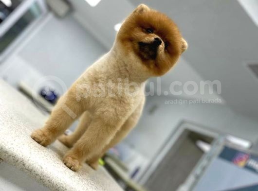 1 Yaşında Erkek Pomerani̇an Boo görsel