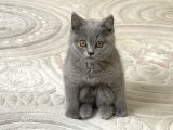 3 Aylık Sağlıklı Erkek British Shorthair