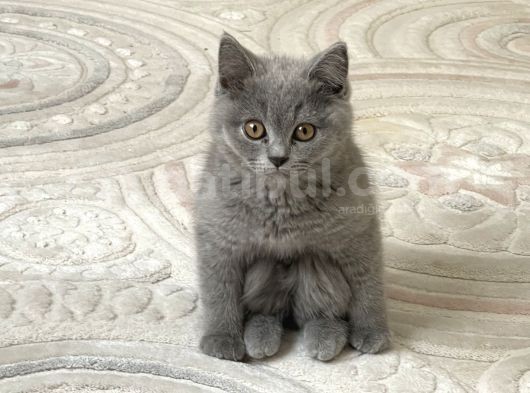 3 Aylık Sağlıklı Erkek British Shorthair görsel