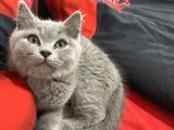 3 Aylık Sağlıklı Erkek British Shorthair