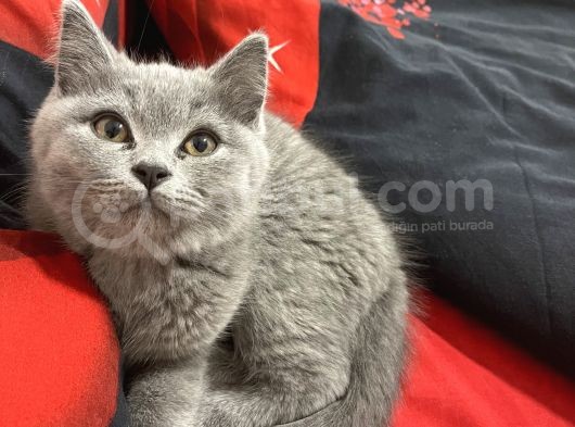 3 Aylık Sağlıklı Erkek British Shorthair görsel