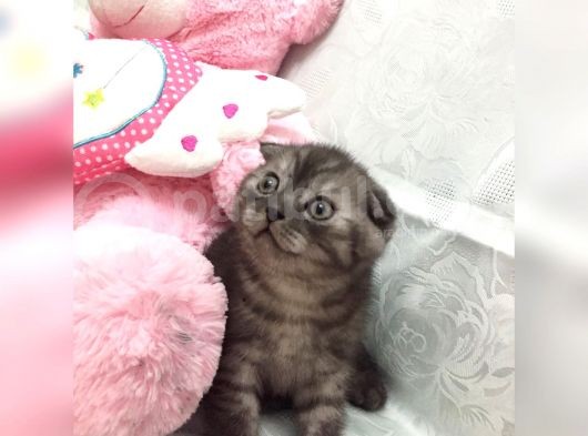 Aşk Meyveleri görsel