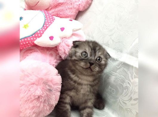 Aşk Meyveleri görsel