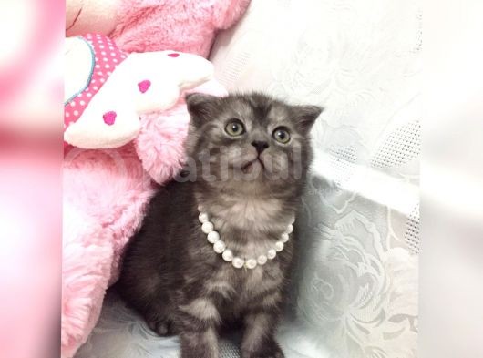 Aşk Meyveleri görsel