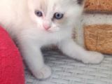 Boncuk Gözlu Kızım