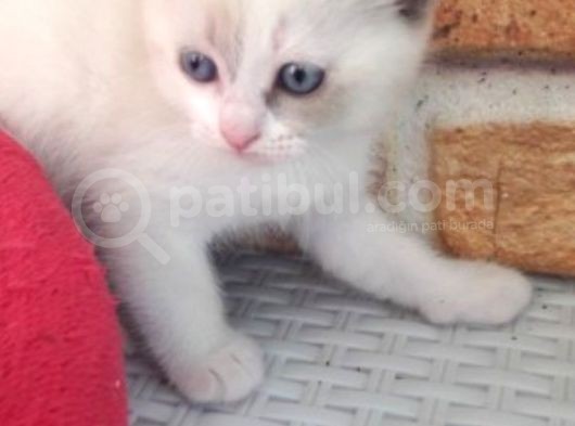 Boncuk Gözlu Kızım görsel