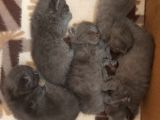 Anne Altında British Shorthair Ve Scottish Fold Yavrular