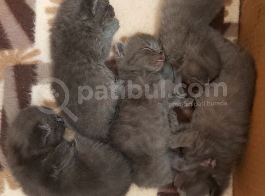 Anne Altında British Shorthair Ve Scottish Fold Yavrular görsel