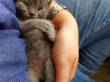 Anne Altında British Shorthair Ve Scottish Fold Yavrular