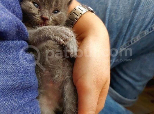 Anne Altında British Shorthair Ve Scottish Fold Yavrular