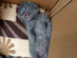 Anne Altında British Shorthair Ve Scottish Fold Yavrular