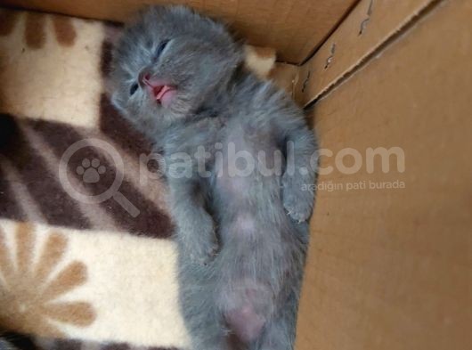 Anne Altında British Shorthair Ve Scottish Fold Yavrular görsel