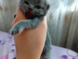 Anne Altında British Shorthair Ve Scottish Fold Yavrular