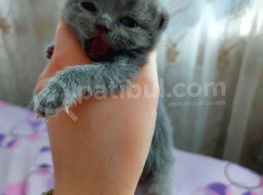 Anne Altında British Shorthair Ve Scottish Fold Yavrular görsel