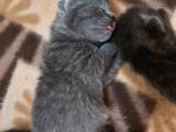 Anne Altında British Shorthair Ve Scottish Fold Yavrular