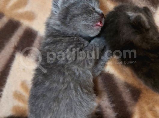 Anne Altında British Shorthair Ve Scottish Fold Yavrular görsel