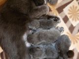 Anne Altında British Shorthair Ve Scottish Fold Yavrular