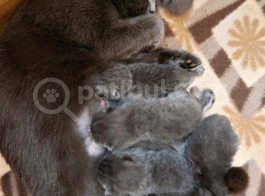 Anne Altında British Shorthair Ve Scottish Fold Yavrular görsel