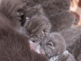Anne Altında British Shorthair Ve Scottish Fold Yavrular
