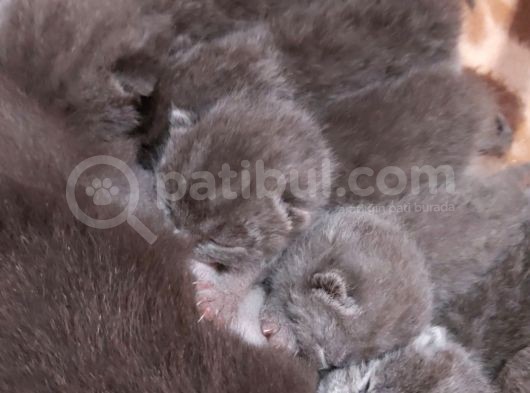 Anne Altında British Shorthair Ve Scottish Fold Yavrular görsel