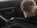 2 Aylık Dişi Scottish Fold Yavrumuz