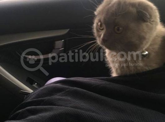2 Aylık Dişi Scottish Fold Yavrumuz görsel