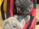 2 Aylık Dişi Scottish Fold Yavrumuz