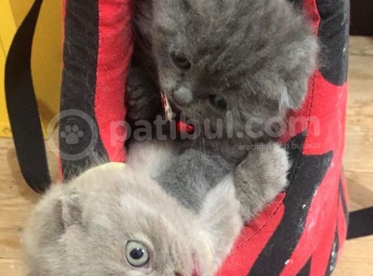 2 Aylık Dişi Scottish Fold Yavrumuz görsel