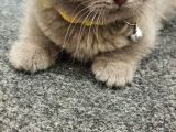 2 Aylık Dişi Scottish Fold Yavrumuz