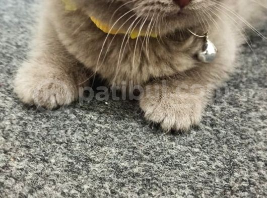 2 Aylık Dişi Scottish Fold Yavrumuz