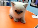 British Shorthair Blue Poi̇nt