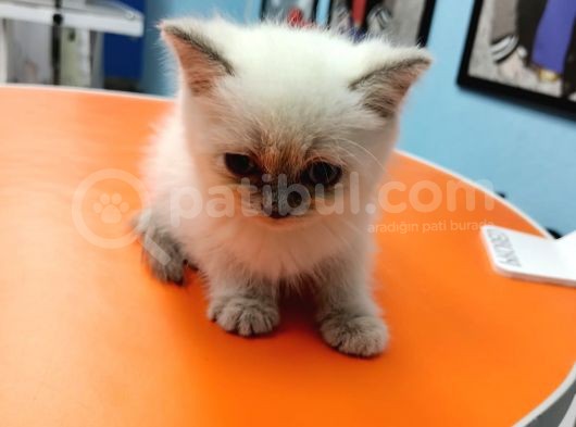 British Shorthair Blue Poi̇nt
