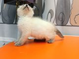 British Shorthair Blue Poi̇nt