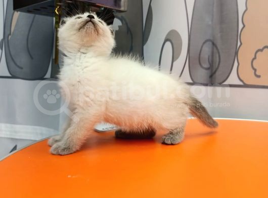 British Shorthair Blue Poi̇nt görsel
