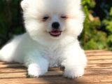 Orj. Teddy Bear Pomeranian Bebeklerimiz