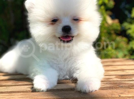 Orj. Teddy Bear Pomeranian Bebeklerimiz görsel