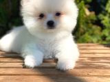 Orj. Teddy Bear Pomeranian Bebeklerimiz