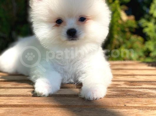 Orj. Teddy Bear Pomeranian Bebeklerimiz
