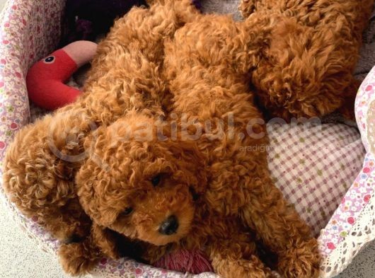 Toy Poodle Yavruları Safkan Irk Ve Sağlık Garantili