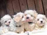 Maltese Terrier Yavruları Saflan Irk Ve Sağlık Garantili