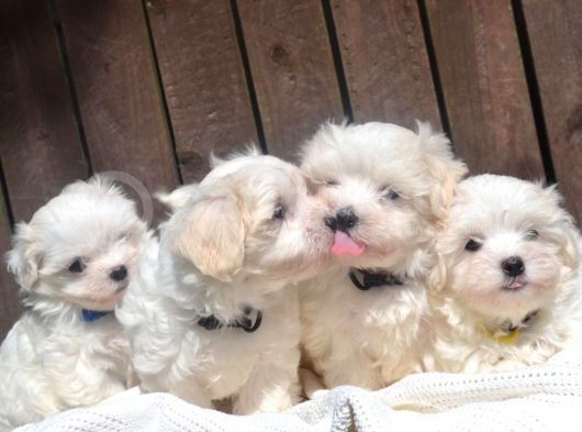 Maltese Terrier Yavruları Saflan Irk Ve Sağlık Garantili