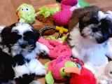 Shih Tzu Yavrularımız Safkan Irk Ve Sağlık Garantili