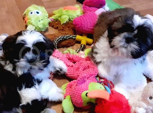 Shih Tzu Yavrularımız Safkan Irk Ve Sağlık Garantili