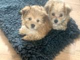 Morkie Yavrularımız Safkan Irk Ve Sağlık Garantili