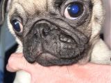 Pug Mops Yavruları Safkan Irk Ve Sağlık Garantili