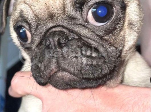 Pug Mops Yavruları Safkan Irk Ve Sağlık Garantili